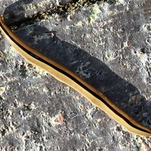 Australopacifica sp. (genus) at Bargo, NSW - 18 Jan 2023 by Snows