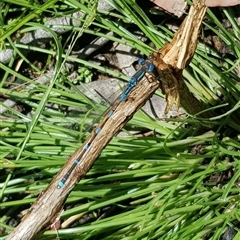 Austrolestes leda (Wandering Ringtail) at Bargo, NSW - 25 Jan 2023 by Snows