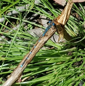 Austrolestes leda at Bargo, NSW - 25 Jan 2023 by Snows