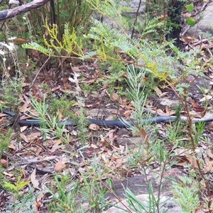 Pseudechis porphyriacus at Bargo, NSW - 21 Jan 2023 by Snows
