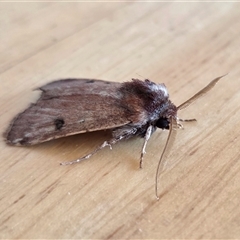 Agrotis porphyricollis (Variable Cutworm) at Yass River, NSW - 26 May 2025 by SenexRugosus