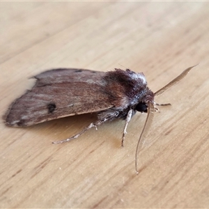 Agrotis porphyricollis at Yass River, NSW - Today by SenexRugosus