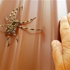 Holconia insignis (Branded huntsman) at Bargo, NSW - 17 Jan 2023 by Snows