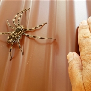 Holconia insignis (Branded huntsman) at Bargo, NSW - 17 Jan 2023 by Snows