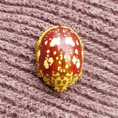 Paropsis maculata at Bargo, NSW - 7 Jan 2023 by Snows