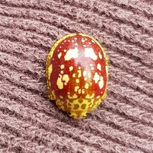 Paropsis maculata at Bargo, NSW - 7 Jan 2023 by Snows