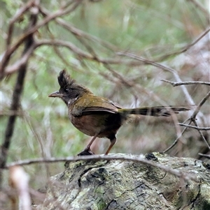 Psophodes olivaceus at Blue Mountains National Park, NSW - 24 May 2025 by MandyandScott