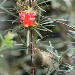 Acanthiza pusilla at Blackheath, NSW - 24 May 2025 by MandyandScott