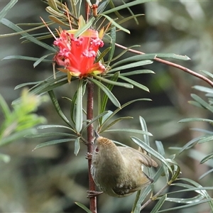 Acanthiza pusilla at Blackheath, NSW - 24 May 2025 by MandyandScott