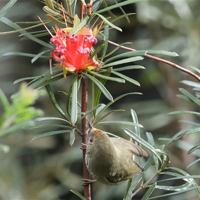 Acanthiza pusilla at Blackheath, NSW - 24 May 2025 by MandyandScott