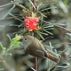 Acanthiza pusilla at Blackheath, NSW - 24 May 2025 12:37 PM