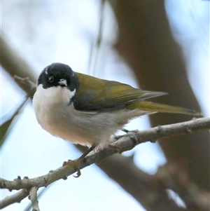 Melithreptus lunatus at Blue Mountains National Park, NSW - 24 May 2025 by MandyandScott