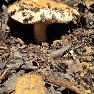 Unverified Fungus by Dron