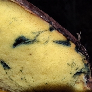 Unverified Fungus by Dron