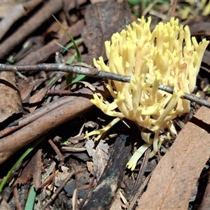 Unverified Fungus by Dron