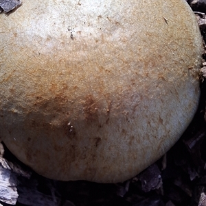 Unverified Fungus by Dron