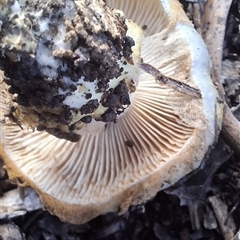 Hebeloma sp. at Mongarlowe, NSW - suppressed