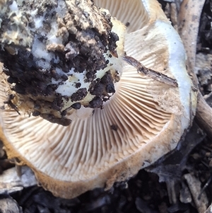 Hebeloma sp. at Mongarlowe, NSW - suppressed