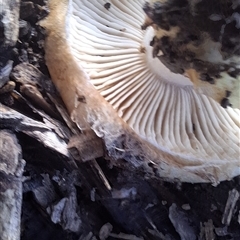 Hebeloma sp. at Mongarlowe, NSW - suppressed