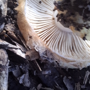 Hebeloma sp. at Mongarlowe, NSW - suppressed