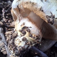 Hebeloma sp. at Mongarlowe, NSW - suppressed