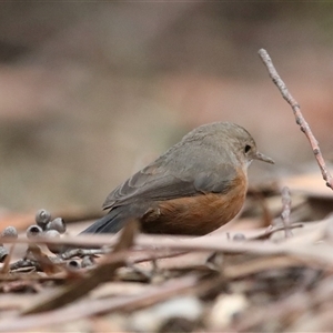 Origma solitaria at Blackheath, NSW - 24 May 2025 by MandyandScott
