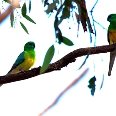 Psephotus haematonotus (Red-rumped Parrot) at Canowindra, NSW - 23 May 2025 by jb2602