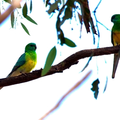 Psephotus haematonotus (Red-rumped Parrot) at Canowindra, NSW - 23 May 2025 by jb2602