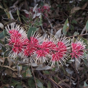 Unverified Other Shrub at Capital Hill, ACT - 24 Jul 2024 by MichaelBedingfield
