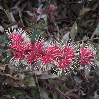 Hakea laurina (Pincushion Hakea) at Capital Hill, ACT - 24 Jul 2024 by MichaelBedingfield