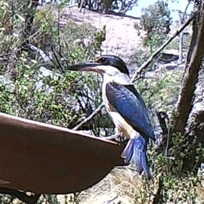 Todiramphus sanctus (Sacred Kingfisher) at Ballyroe, NSW - 9 Jan 2019 by TwoRivers