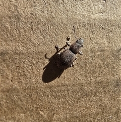Unverified Weevil (Curculionoidea) at Deakin, ACT - 24 May 2025 by Mike