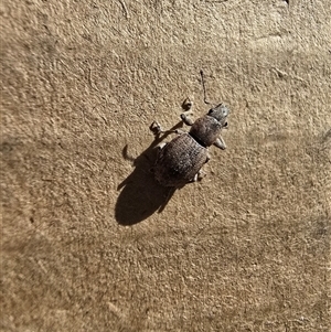 Unverified Weevil (Curculionoidea) at Deakin, ACT - 24 May 2025 by Mike