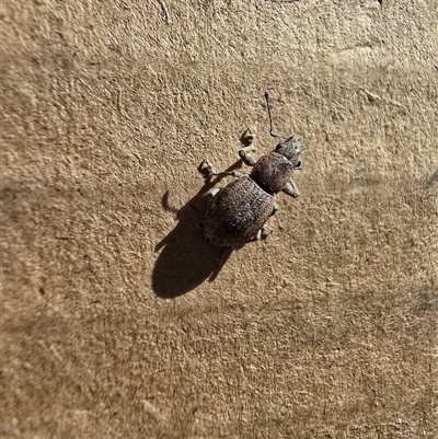 Unverified Weevil (Curculionoidea) at Deakin, ACT - 24 May 2025 by Mike