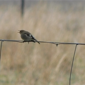 Unverified Small (Robin, Finch, Thornbill etc) at Symonston, ACT - Today by CallumBraeRuralProperty