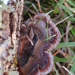 Trametes versicolor by Aussiegall