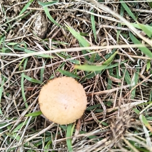 Unverified Fungus at Murrumbateman, NSW - Today by Maren