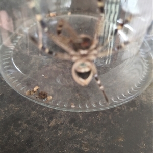 Unverified Wolf spider (Lycosidae) at Bowning, NSW - Today by Maren