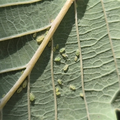 Myzocallis (genus) (Oak Aphid) at O'Malley, ACT - 25 May 2025 by Mike
