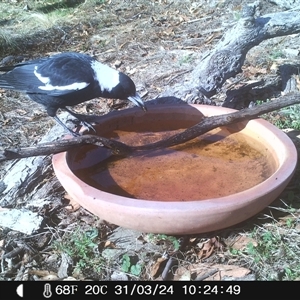 Gymnorhina tibicen at Ballyroe, NSW - 12 Mar 2021 by TwoRivers