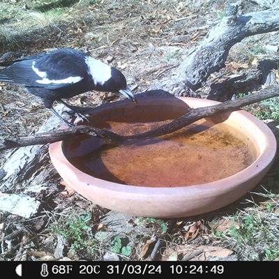 Gymnorhina tibicen (Australian Magpie) at Ballyroe, NSW - 12 Mar 2021 by TwoRivers