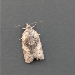 Isotenes miserana (Orange Fruit Borer) at Holder, ACT - 25 May 2025 by Miranda