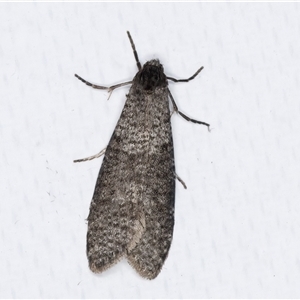 Lepidoscia adelopis, annosella and similar species at Melba, ACT - 24 May 2025 by kasiaaus