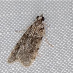 Scoparia chiasta (A Crambid moth) at Melba, ACT - 24 May 2025 by kasiaaus