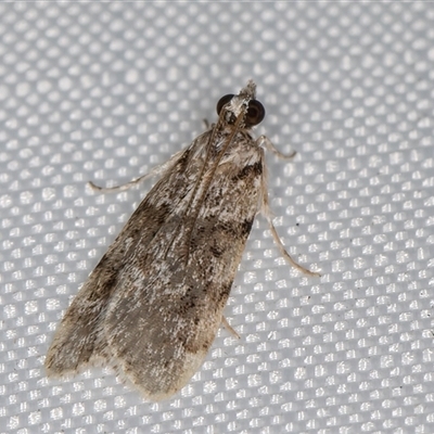 Scoparia chiasta (A Crambid moth) at Melba, ACT - 24 May 2025 by kasiaaus