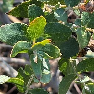 Acacia cultriformis at Higgins, ACT - Today by Jennybach