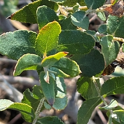 Eucalyptus sp. (A Gum Tree) at Higgins, ACT - 26 May 2025 by Jennybach
