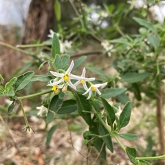 Solanum chenopodioides (Whitetip Nightshade) at Campbell, ACT - 26 May 2025 by SilkeSma