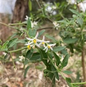 Solanum chenopodioides at Campbell, ACT - Today by SilkeSma