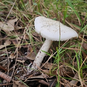 Unverified Fungus at Keinbah, NSW - Today by LeeMears